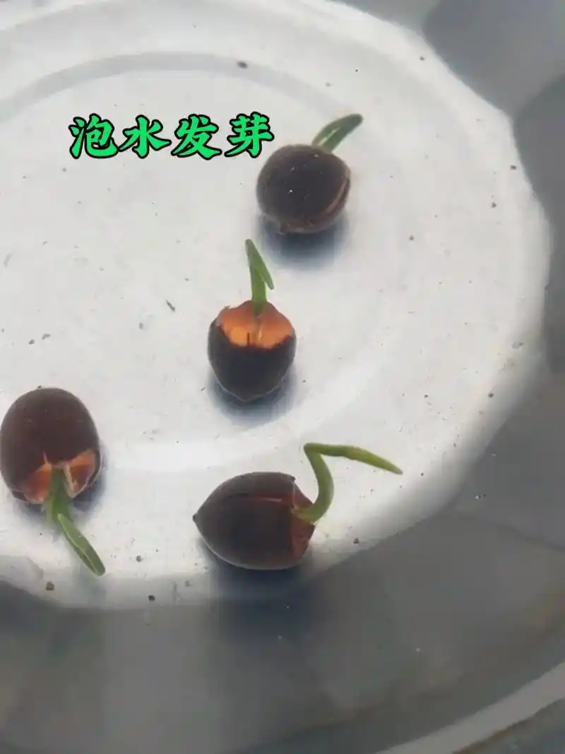 水培碗莲的种植方法#碗莲 #碗莲的水养方法 - 抖音