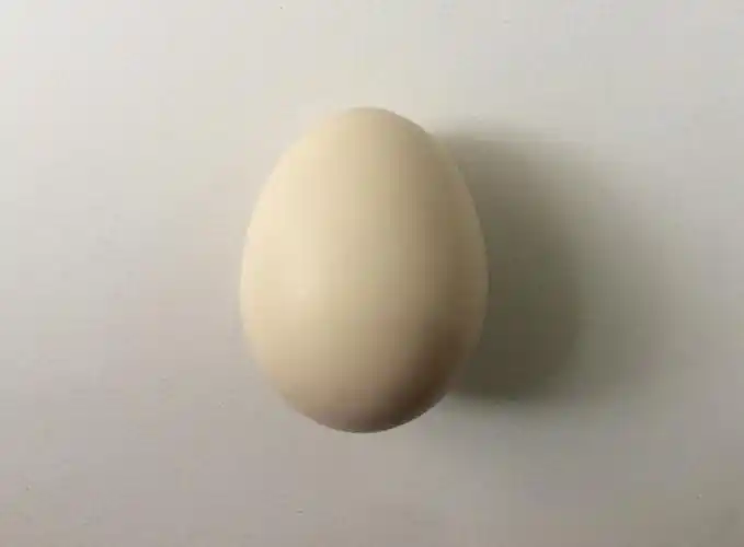 每日一绘027学达芬奇画鸡蛋教程结构与透视