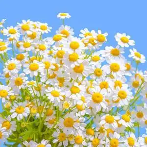 生如夏花的主页 - 抖音