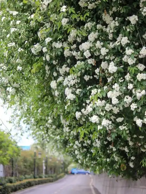 南山中学网红七里香花墙颜值爆表_未来_春光_文字
