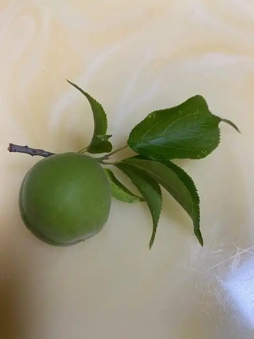 青梅和青杏的区别
