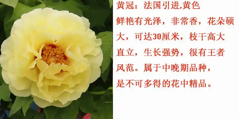 菏泽观赏牡丹花 皇冠 菏泽精品牡丹种苗 批发占地芍药 庭院花卉