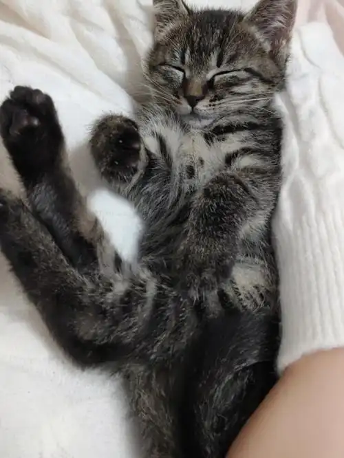 躺在怀里睡觉的小猪咪