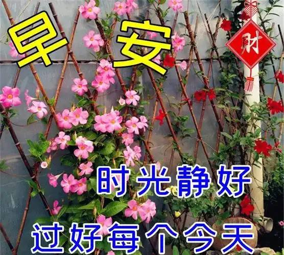 特别漂亮的早安祝福动态图片大全温馨早安问候心语