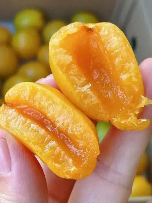 下午水果珍珠油杏