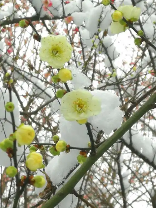 傲雪梅花令人狂