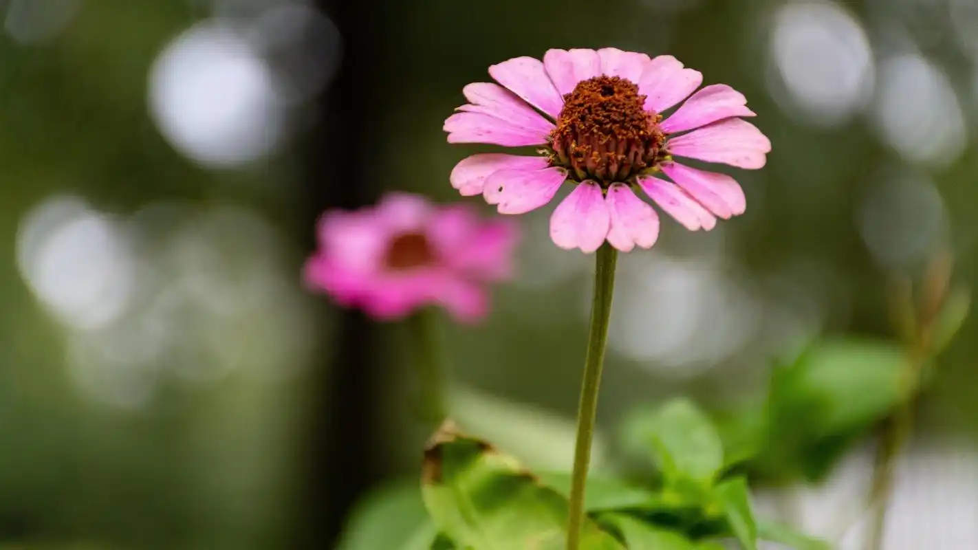 唯美小清新花束高清桌面壁纸-植物壁纸-手机壁纸下载-美桌网