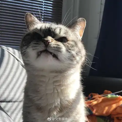 见过最凶的猫咪