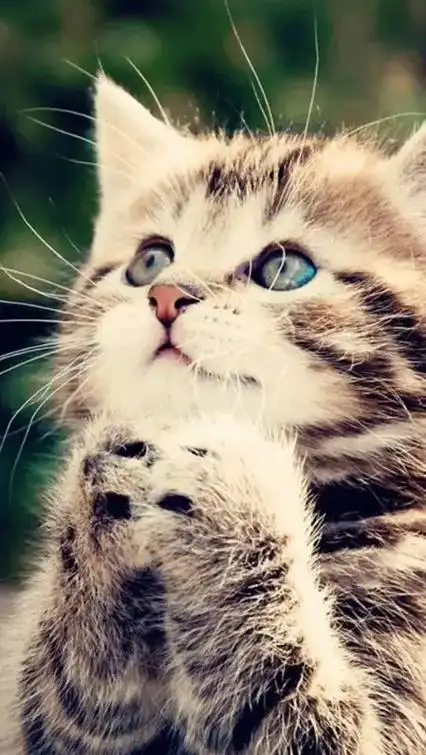 那些年收藏过的可爱萌宝高清壁纸 猫咪手机壁纸 可以进群获取  - 抖音