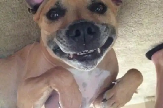 笑死人不偿命的囧狗