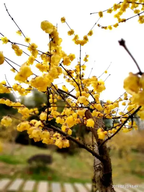 我爱梅花一朵朵 - 美篇