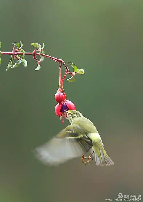 植物园的鸟与花