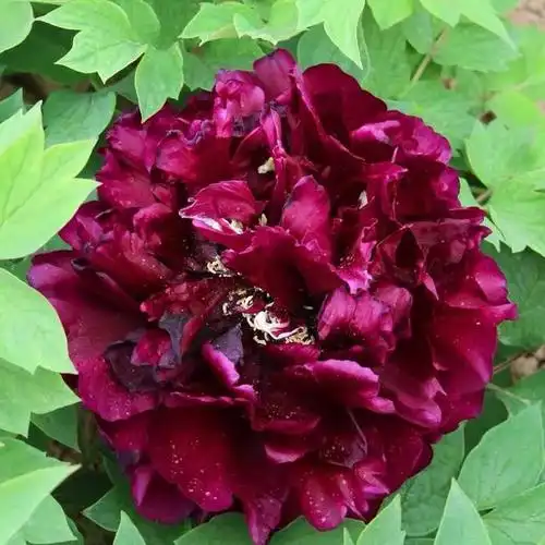 典雅庄重的黑夫人牡丹