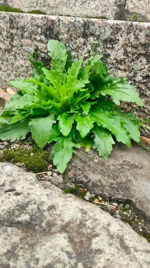 沙家浜国家湿地公园一年蓬