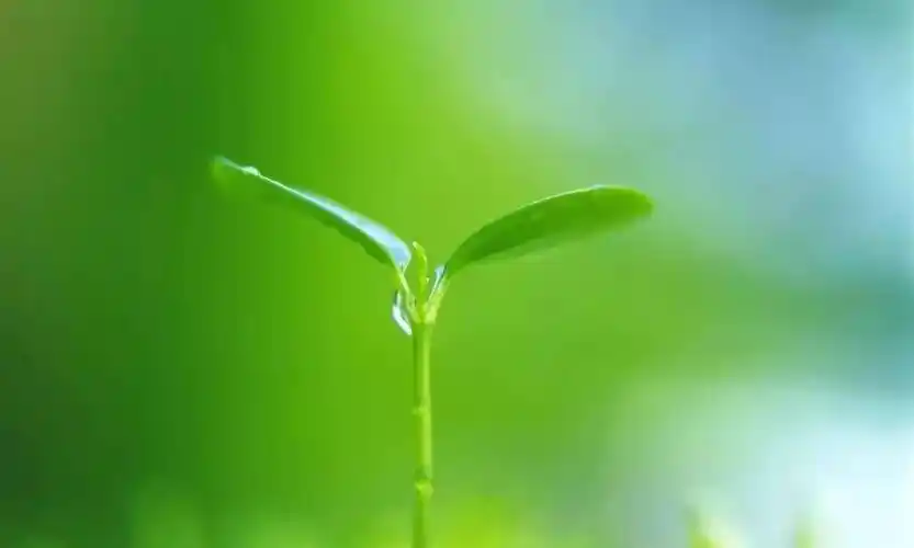 (附24首养生音乐)_眼睛_满眼_绿色