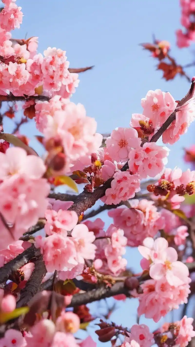 来看看这组日系樱花壁纸吧,简直美到cry啊!