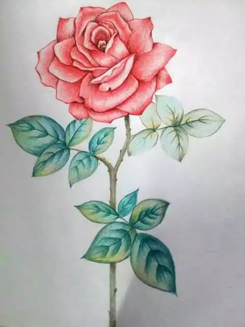 我爱彩铅画 | 优秀学员作品展(第一期)