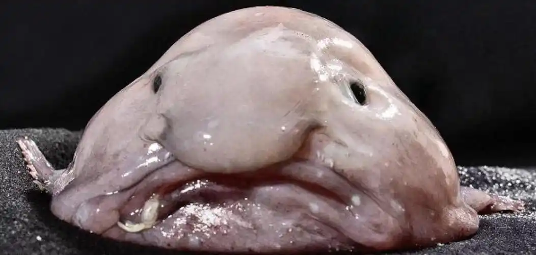 再彪悍的吃货也咽不下世界上最丑陋的动物!