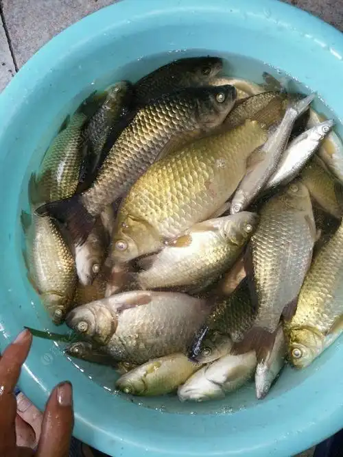 上鱼获吧! 自制饵料钓翘嘴