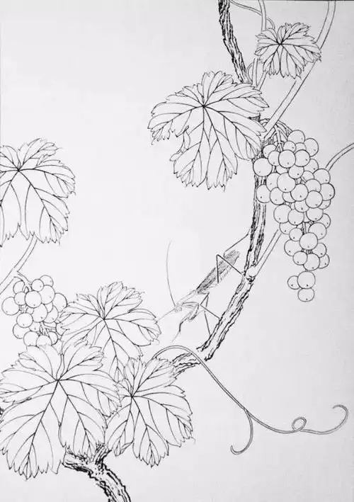 【国画教程】写意葡萄的图文 视频的详细教程,附葡萄白描画稿!_画法