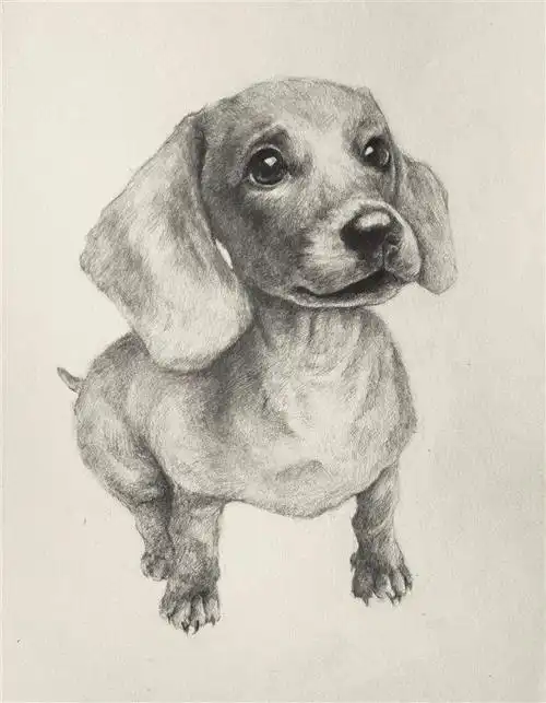 一些小素描,很喜欢动物的说