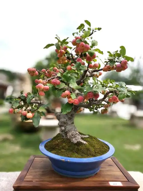 中国盆景艺术大师邢进科__参加河南省许昌市盆景协会活动