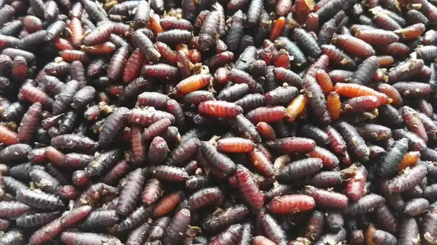 展开全部 应该是苍蝇的蛹