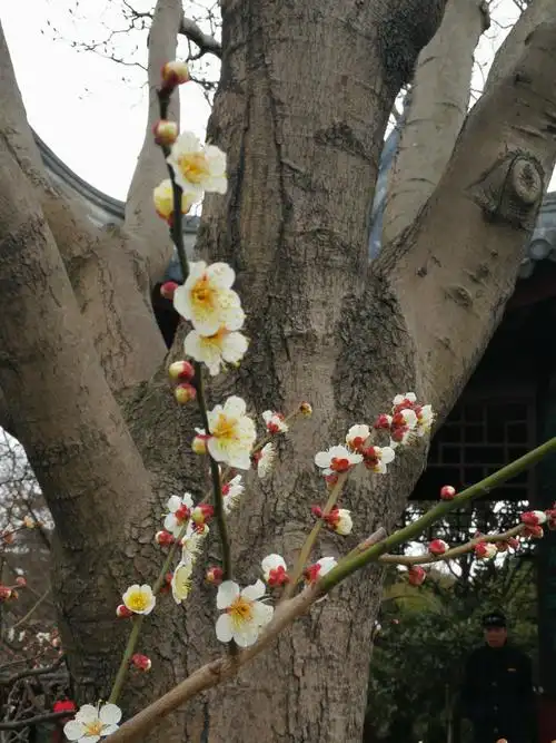 树干与梅花的对话.