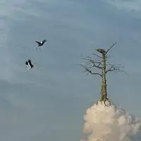 意境微信头像:让时空与景物