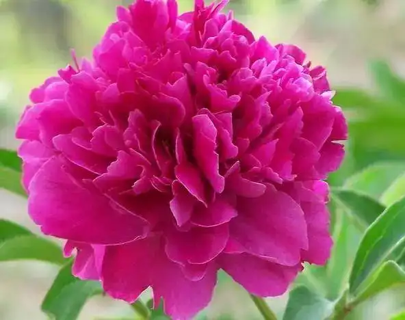 大年初六,送你66朵牡丹花,祝你花开富贵,如意吉祥!