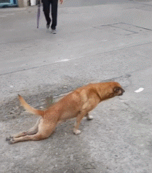 搞笑gif段子:车主在吗,天然洗车50元,过来付一下