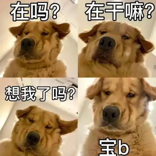 微信超实用表情包 斗图大全狗狗表情包 搞笑_柯基_网页_劲儿