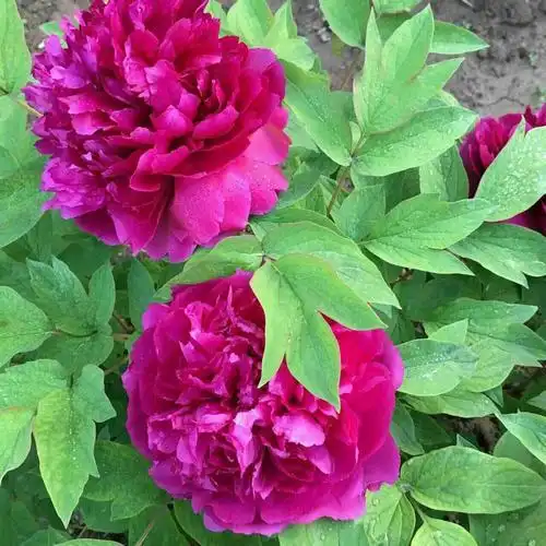 微信头像牡丹花大全女_第4页