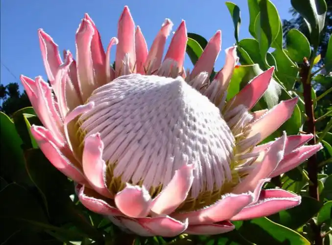 全球十种最漂亮的花(世界上第一名最美的花)