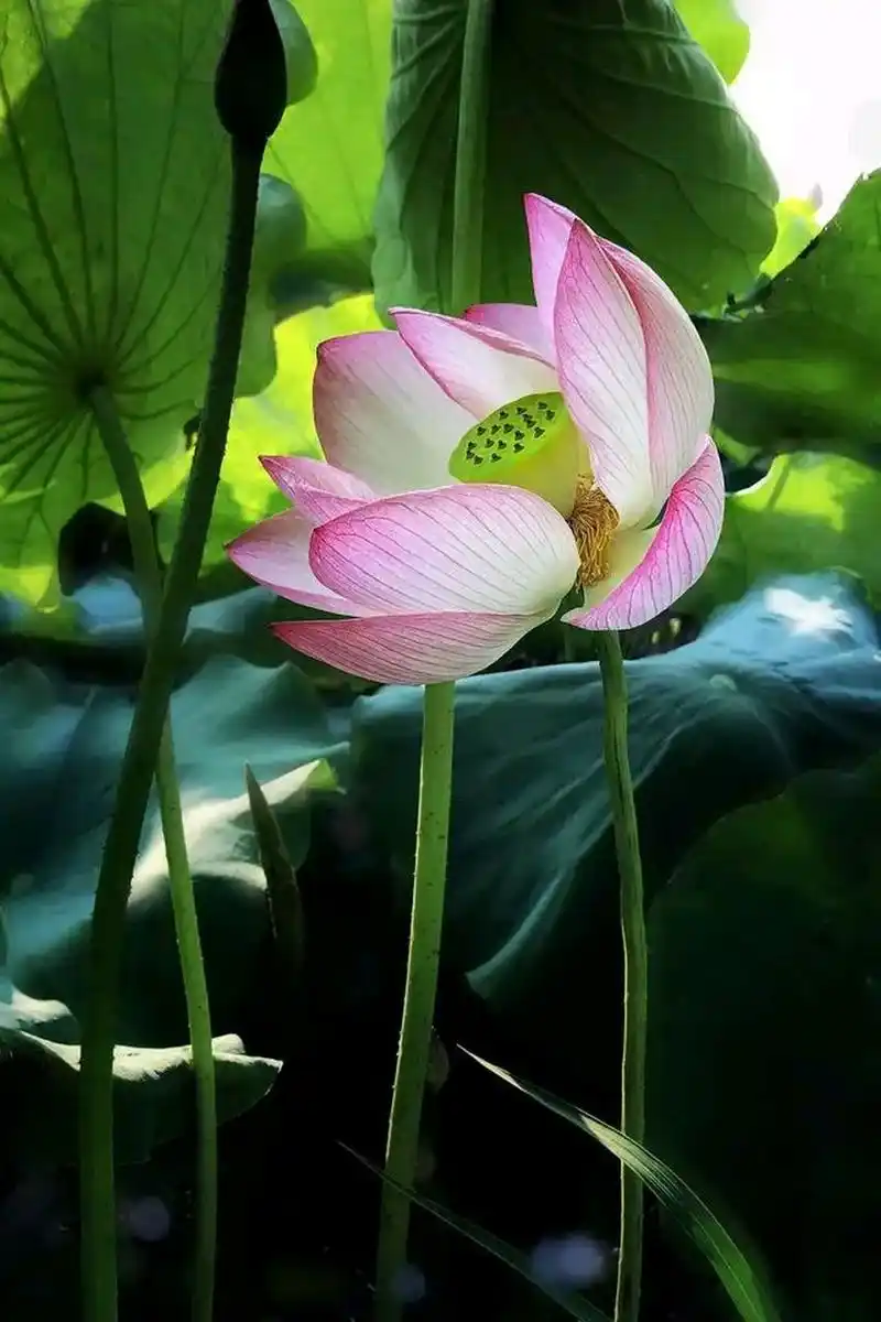 又是一个赏荷的季节,敢发出你手机最美的荷花图吗?