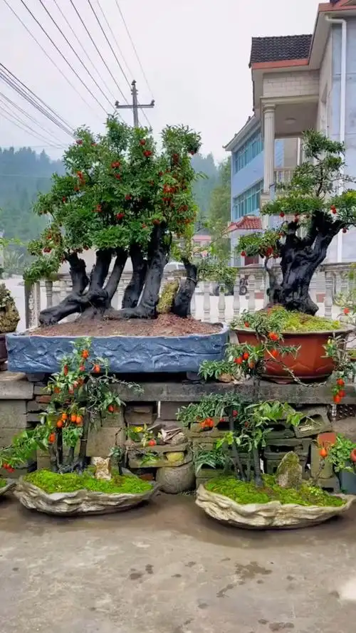 金弹子多干丛林