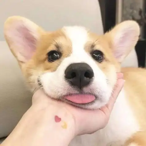 萌宠搞怪动物头像