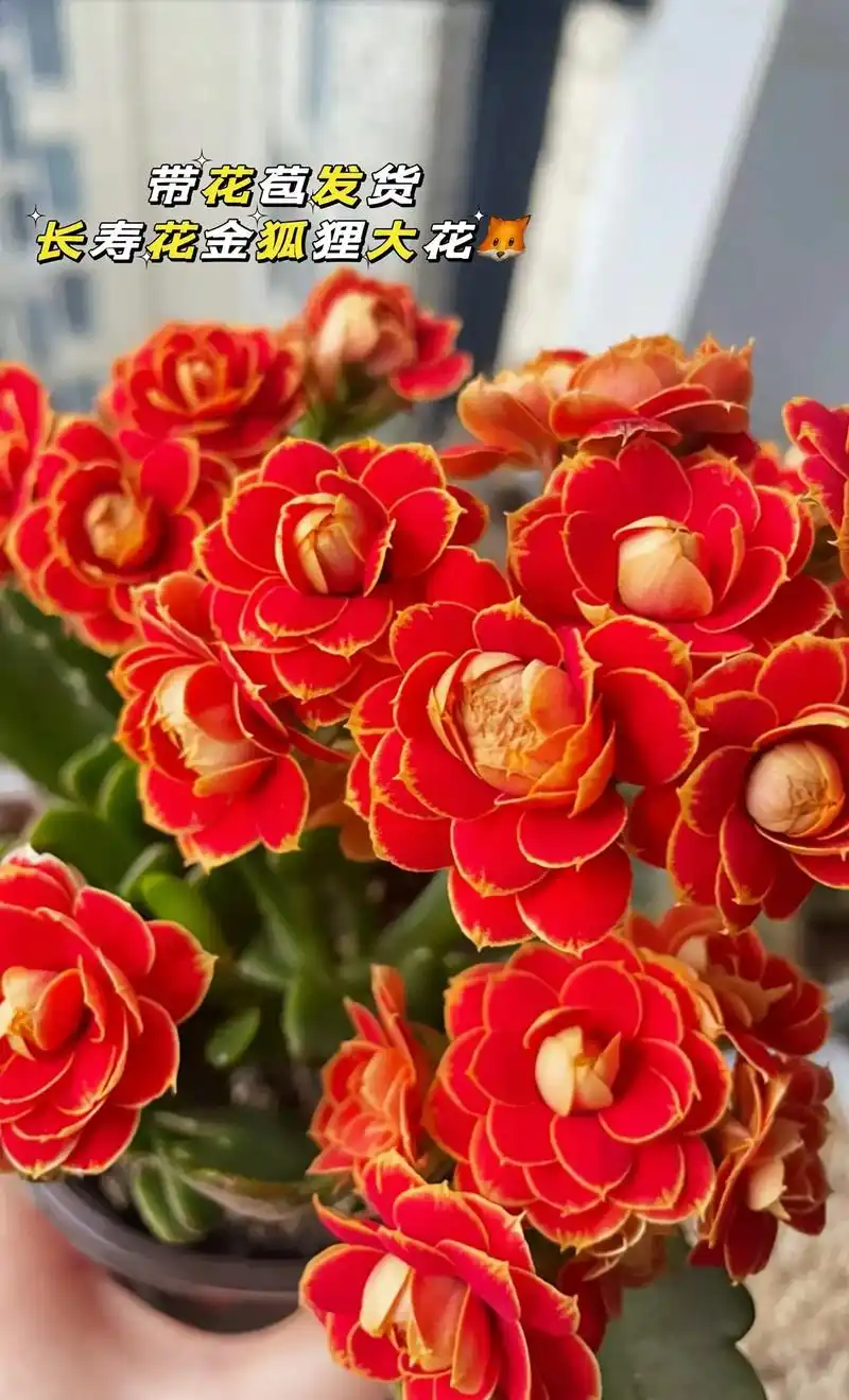 长寿花:寓意着健康长寿!几乎不需 - 抖音