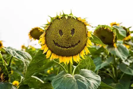 向日葵合上, 自然花场盛开的雪球珊瑚 buldenezh 的白色花朵和平标志