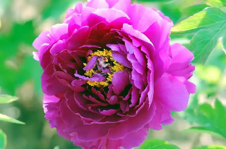 富贵牡丹花卉图片鲜花花卉牡丹