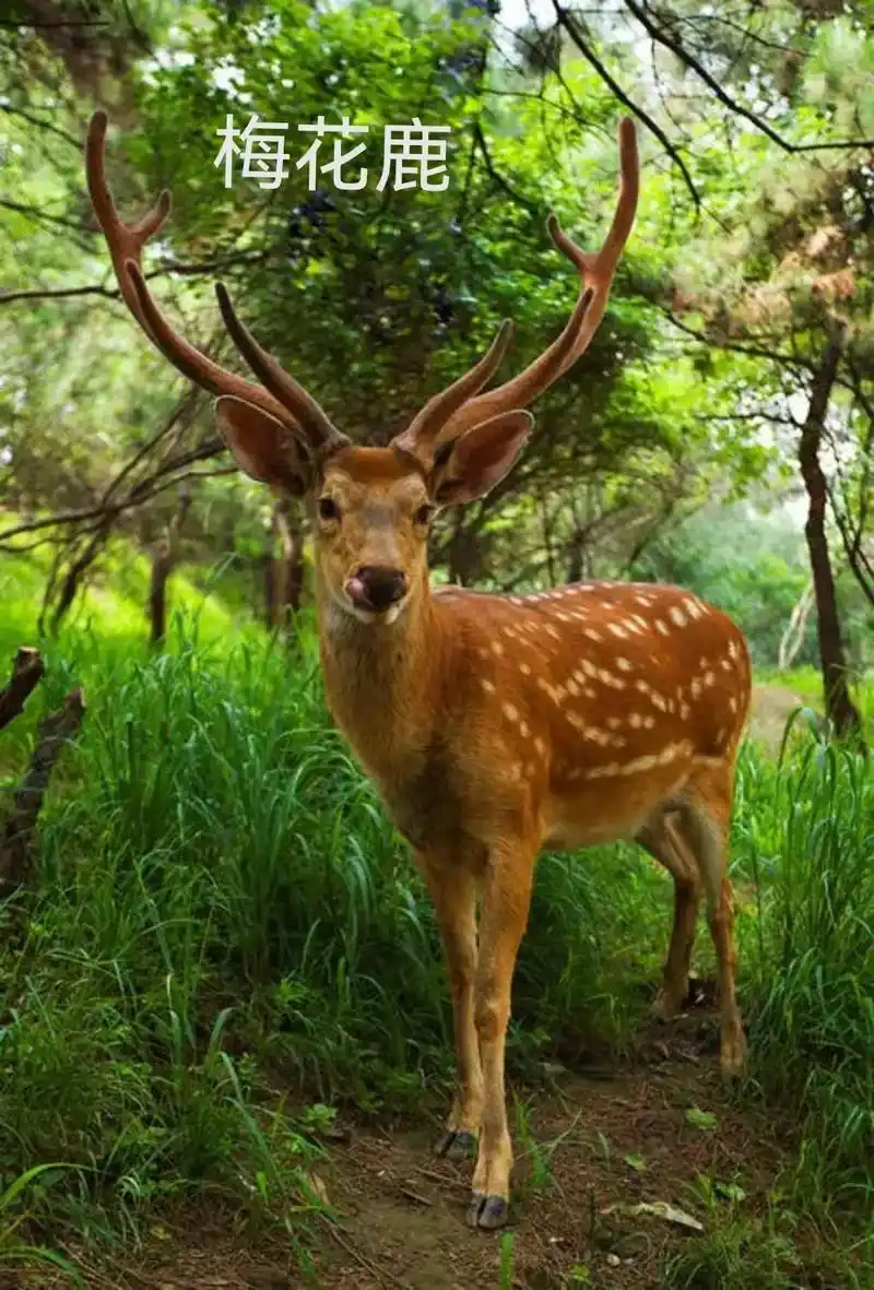 鹿茸 #鹿 #鹿产品 #梅花鹿养殖 #野生动物零距离 #驯 - 抖音