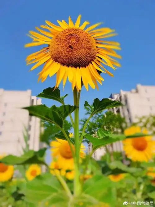 看这么朝气蓬勃的向日葵,心情都跟着变好了(图:刘南南)
