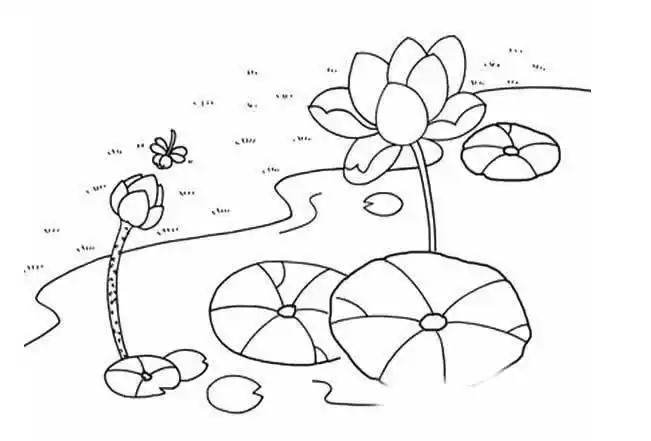 荷花简笔画图片大全-夏日荷花图