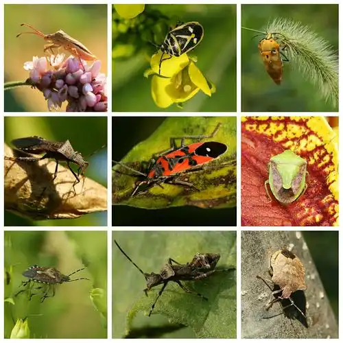 半翅目       各种蝽