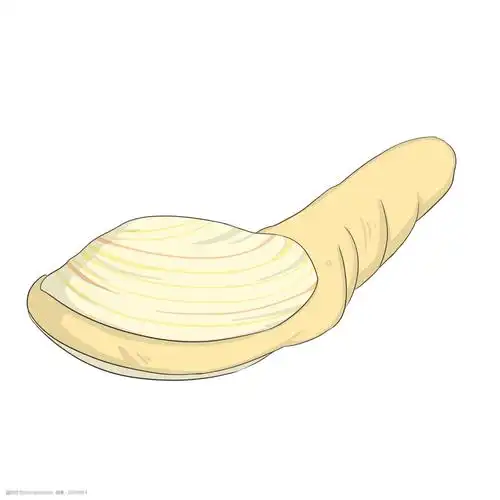 黄色的象拔蚌插画 黄色的象拔蚌 漂亮的象拔蚌 手绘象拔蚌 卡通象拔蚌