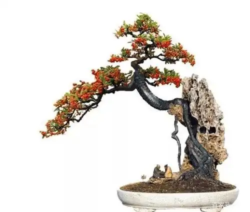 火棘盆景的特点和日常养护