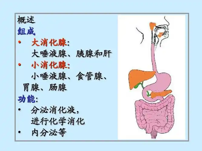 9消化腺-祝彼得 组织学与胚胎学(组胚)ppt