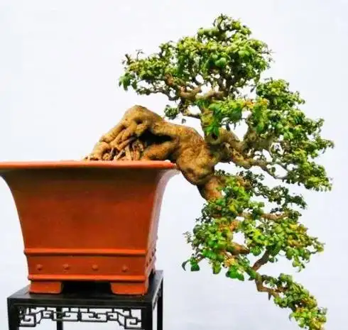 冬青盆景的取材,造型和养护,四季常绿,桩干优美