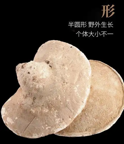 西藏野生白灵芝深山野生白色灵芝白边林芝长白山白灵芝野生泡茶 官方