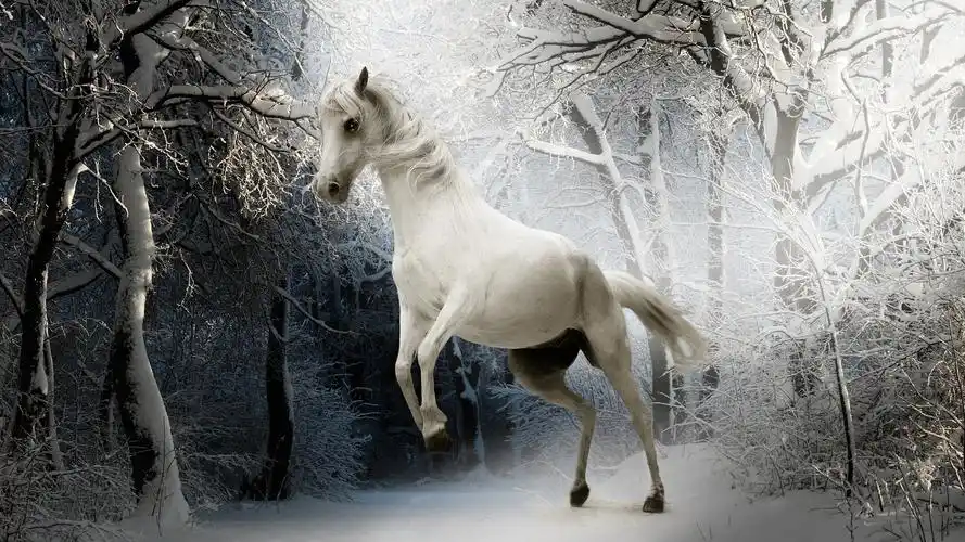 冬天雪森林动物马白马眼睛4k壁纸壁纸